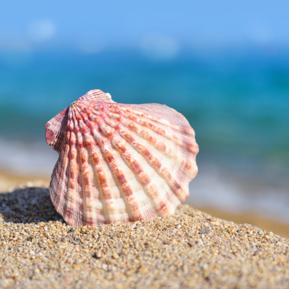 A sea shell on the beach against the background of the sea and the blue sky on a hot sunny day. Summer concept