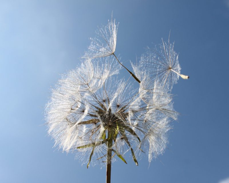 White dandelion lint wind blow (Nature and Landscapes) garden,dandelion,lint,seeds,wind blow